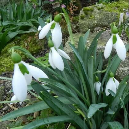 Galanthus 'Cicely Hall' - Public Image here under fair use