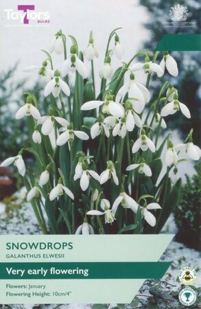 Galanthus Elwesii - Image courtesy of Taylor's Bulbs