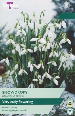 Galanthus Elwesii - Image courtesy of Taylor's Bulbs