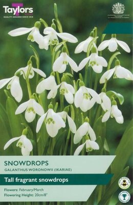 Galanthus Woronowii - Image courtesy of Taylor's Bulbs