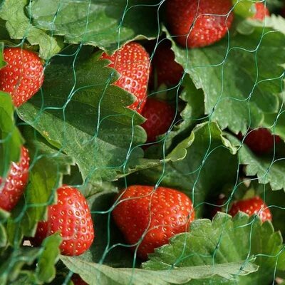 Garden Netting (15mm – 2 x 5m)
