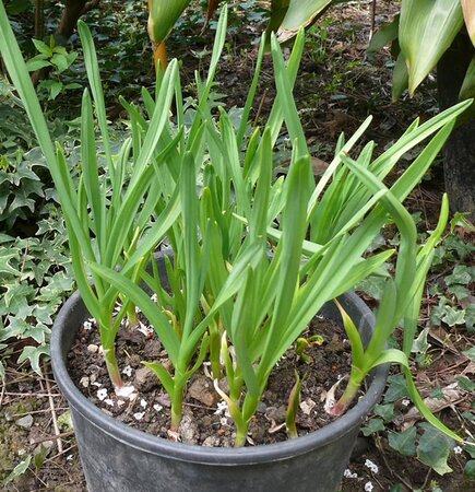 Garlic - Ermes Sassi's photo, licensed as CC BY-SA 2.0 