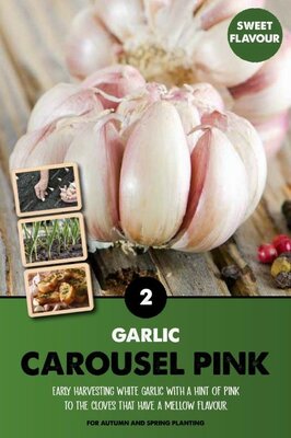 Garlic 'Carousel Pink'  - Image courtesy of Kapiteyn