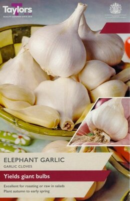 Garlic Elephant - Image courtesy of Taylor's Bulbs