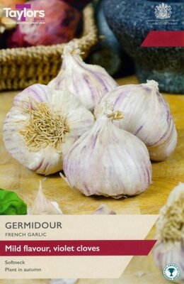 French Garlic Germidour - Image courtesy of Taylor's Bulbs