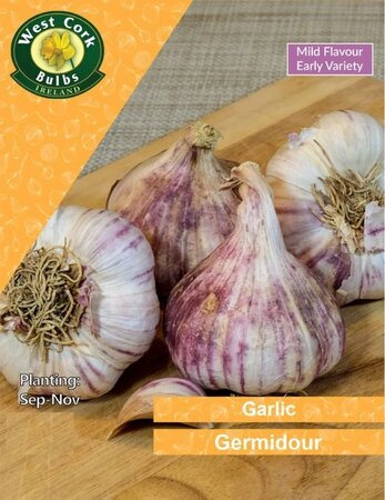Garlic Germidour (3 bulbs)