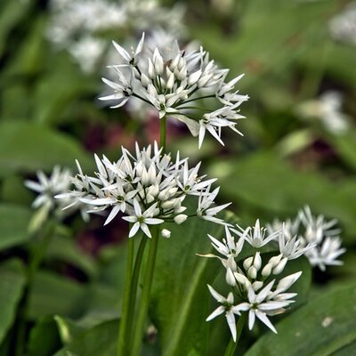 Garlic Herb (9cm pot)