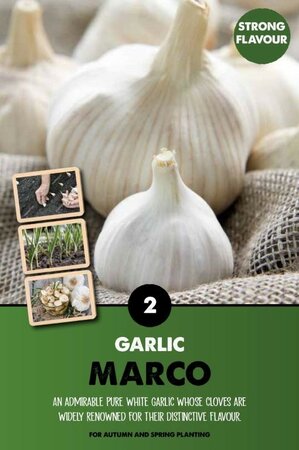 Garlic 'Marco' - Image courtesy of Kapiteyn