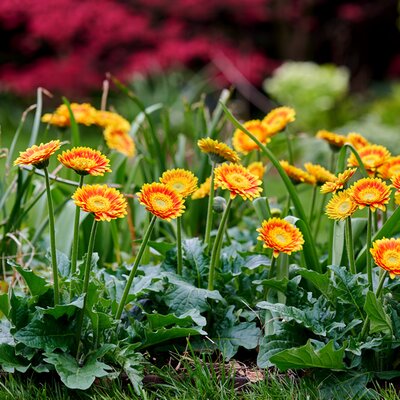 Garvinea 'Sweet Blaze'® - Image courtesy of HilverdaFlorist.com