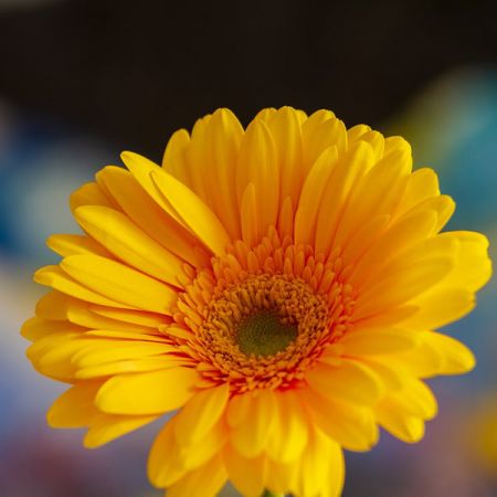 Garvinea Sweet Smile® - Image by NickyPe from Pixabay  