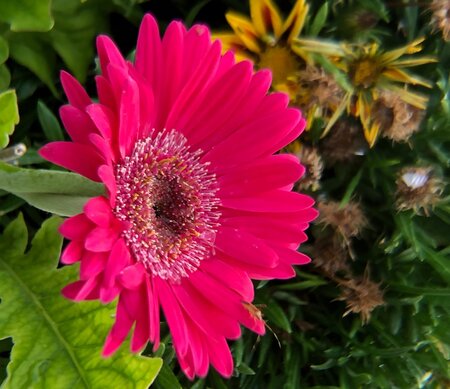 Garvinea 'Sweet Sparkle' - Image by Glenn A Lucas from Pixabay