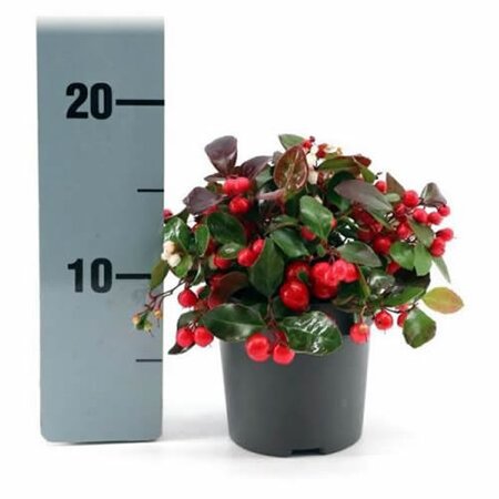 Gaultheria Big Berry  - Image courtesy of Pannebakker