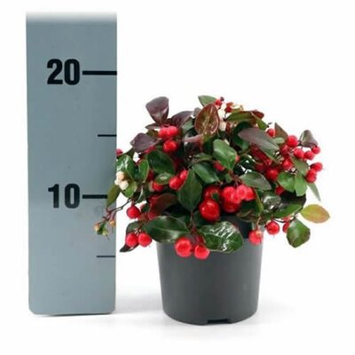 Gaultheria 'Big Berry' (12cm pot)