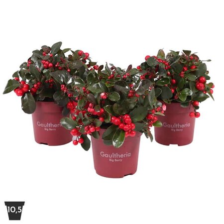 Gaultheria 'Big Berry' - Image courtesy of Plantline