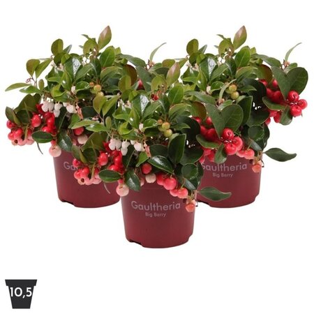 Gaultheria 'Big Berry'® - Image courtesy of Pannebakker