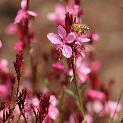 Gaura Gaudi 'Compact Pink' - Image by Annette Meyer from Pixabay 