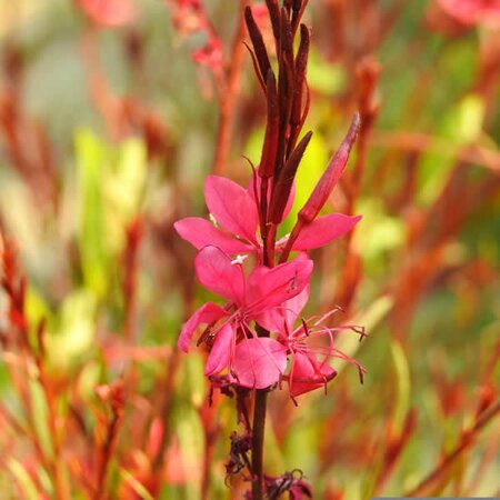 Gaura Gaudi 'Compact Red' - Image by Murat Gençer from Pixabay