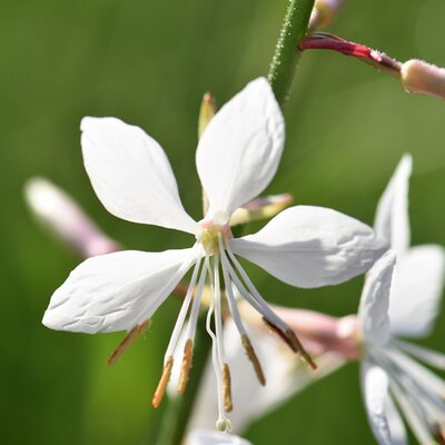 Gaura Gaudi 'Compact White' - Image by Pitsch from Pixabay