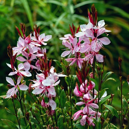 Gaura Gaudi® 'Rose' - Image by Sonja Kalee from Pixabay 