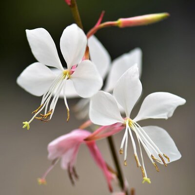 Gaura 'Gaudi White' - Image by Pitsch from Pixabay 