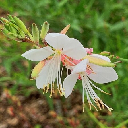 Gaura lindheimeri 'Nova' - Photo by Daniel VILLAFRUELA. (CC BY-SA 4.0)