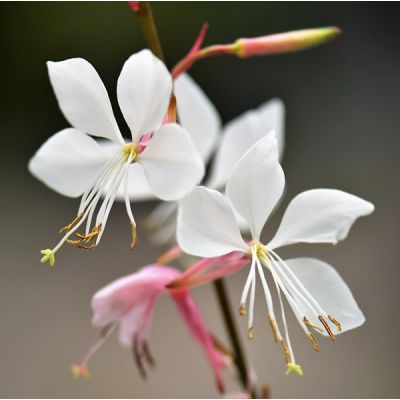 Gaura 'Whirling Butterflies' (2L pot)