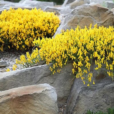 Genista 'Lydia'