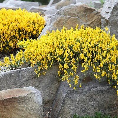 Genista lydia - Photo by Cephas (CC BY-SA 4.0)