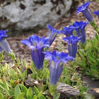 Gentiana scabra 'Luis Easy Blue' - Image by Marek Kampka from Pixabay