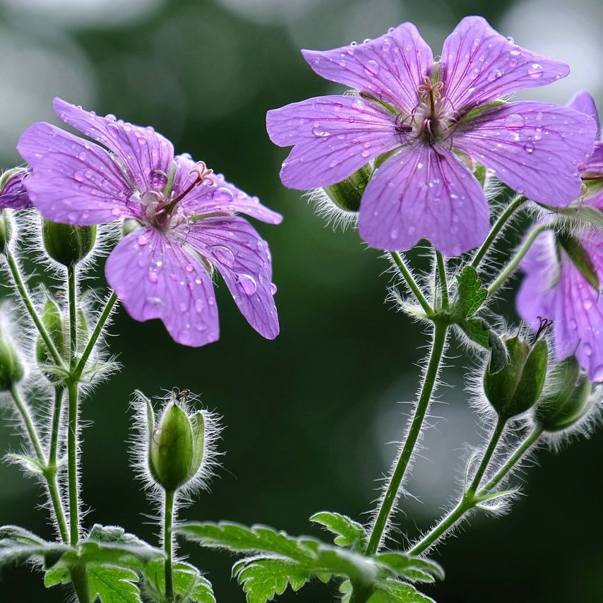 Image of Pink geranium all summer joy plant in a pot