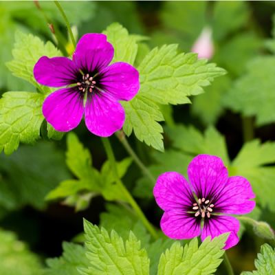 Geranium psilo. "Anne Folkard" - Image by Sonja Kalee from Pixabay 