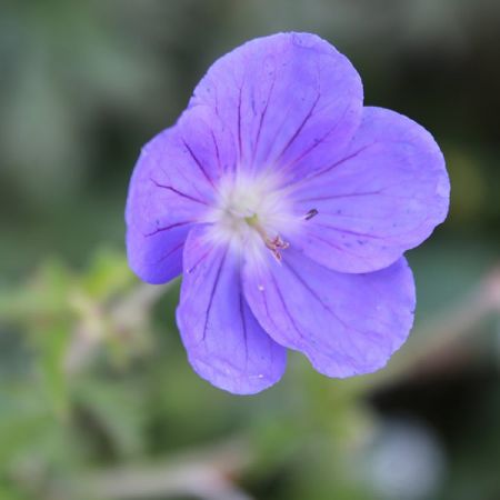 Geranium "Azure Rush" - Image by wisconsinpictures from Pixabay  