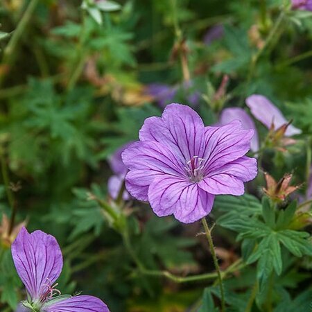 Geranium Blushing Turtle - Photo by Alex van Essen (CC BY-SA 4.0)