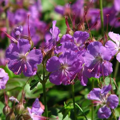 Geranium Cambridge - Photo by Kor!An (Андрей Корзун) (CC BY-SA 2.0)