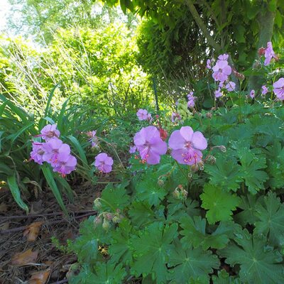 Geranium cant. 'Karmina' - Photo by F. D. Richards (CC BY-SA 2.0)
