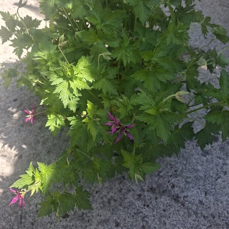 Geranium psilostemon 'Catherine Deneuve' - Image taken at Ardcarne Garden Centre 30/05/26