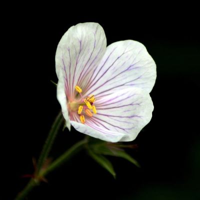 Geranium clarkei "Kashmir White" - Image by Sonja Kalee from Pixabay  