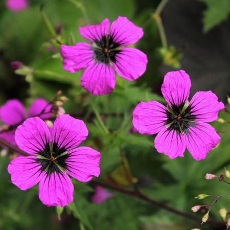 Geranium "Dragon Heart" - Image by Sonja Kalee from Pixabay 