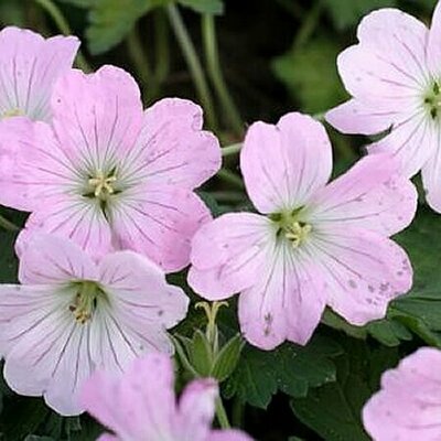 Geranium 'Dreamland' - Public Domain Image