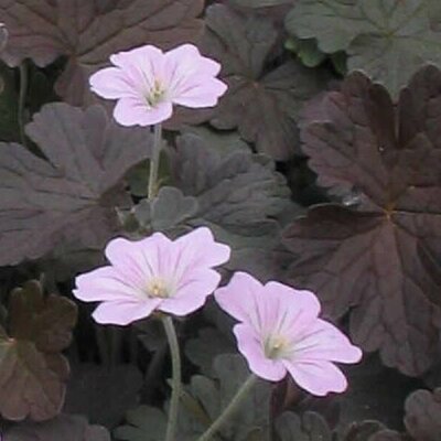 Geranium 'Dusky Rose' (2L pot)