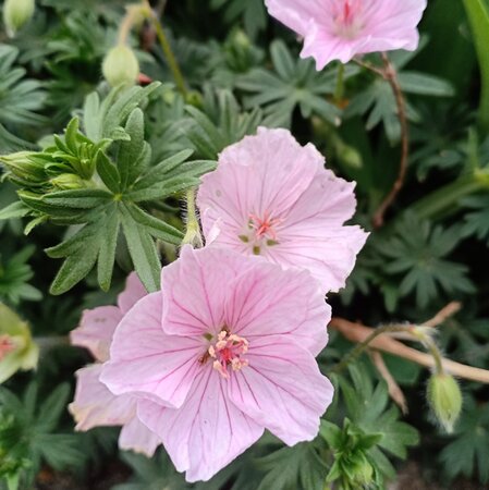 Geranium 'Frivolius Pink' - Image by J Wberg from Pixabay 