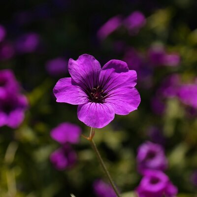 Geranium 'Hexham Velvet' ® - Image by Hans from Pixabay 