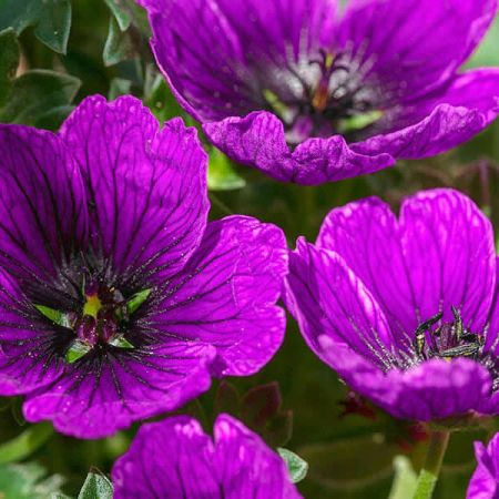 Geranium 'Jolly Jewel Purple' (3L pot)