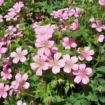 Geranium "Mavis Simpson" - Image courtesy of pxhere