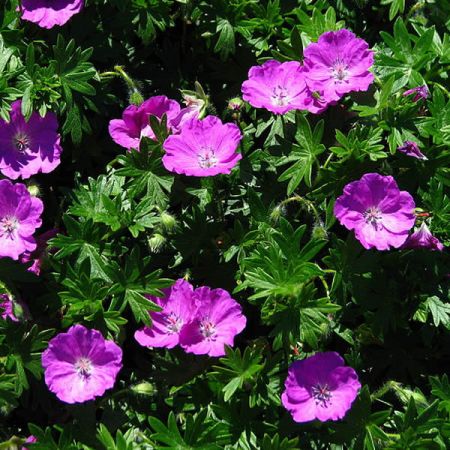 Geranium "Max Frei" - Photo by Kor!An (Андрей Корзун) (CC BY-SA 3.0)