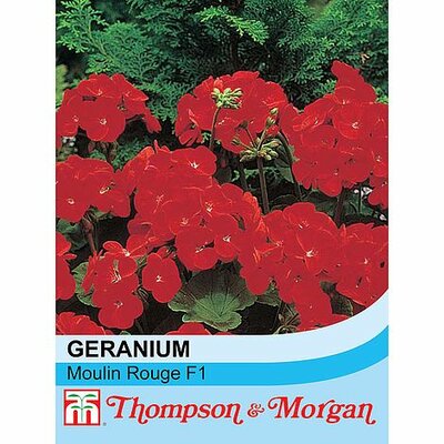 Geranium 'Moulin Rouge' - Image courtesy of T&M