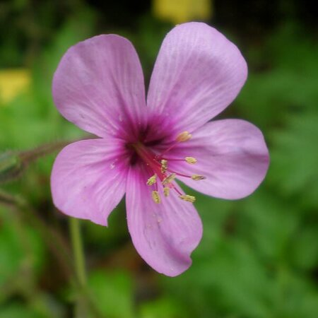 Geranium Palmatum - Image by Consultaplantas (CC BY-SA 4.0)