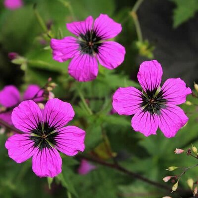Geranium 'Patricia' - Image by Sonja Kalee from Pixabay 