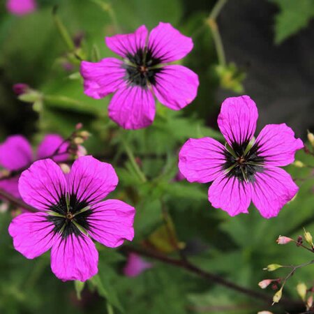 Geranium Patricia - Image by Sonja Kalee from Pixabay 