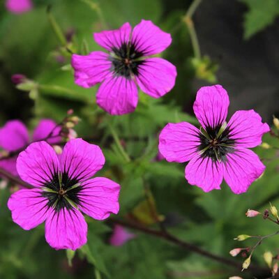 Geranium Patricia - Image by Sonja Kalee from Pixabay 